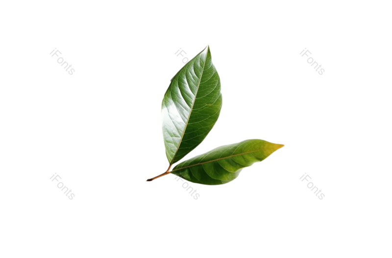 叶子图片,形状元素,清新PNG,摄影免抠素材
